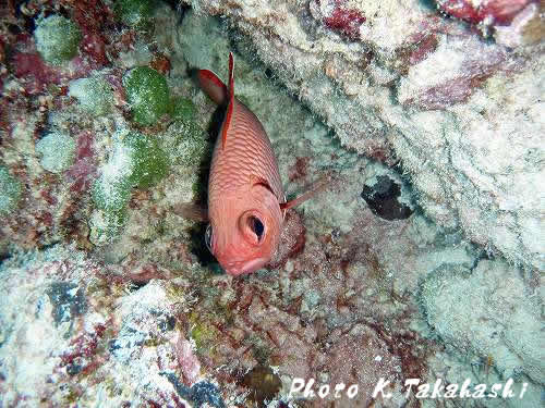 �A�J�}�c�J�T